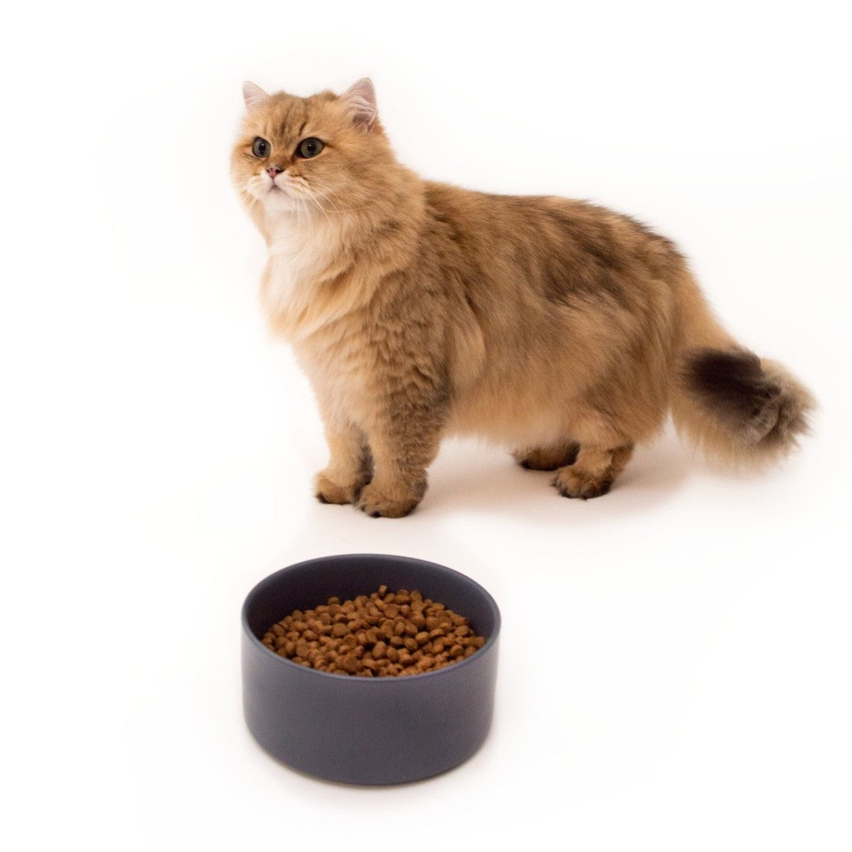 Discovery Kit — Kitten
