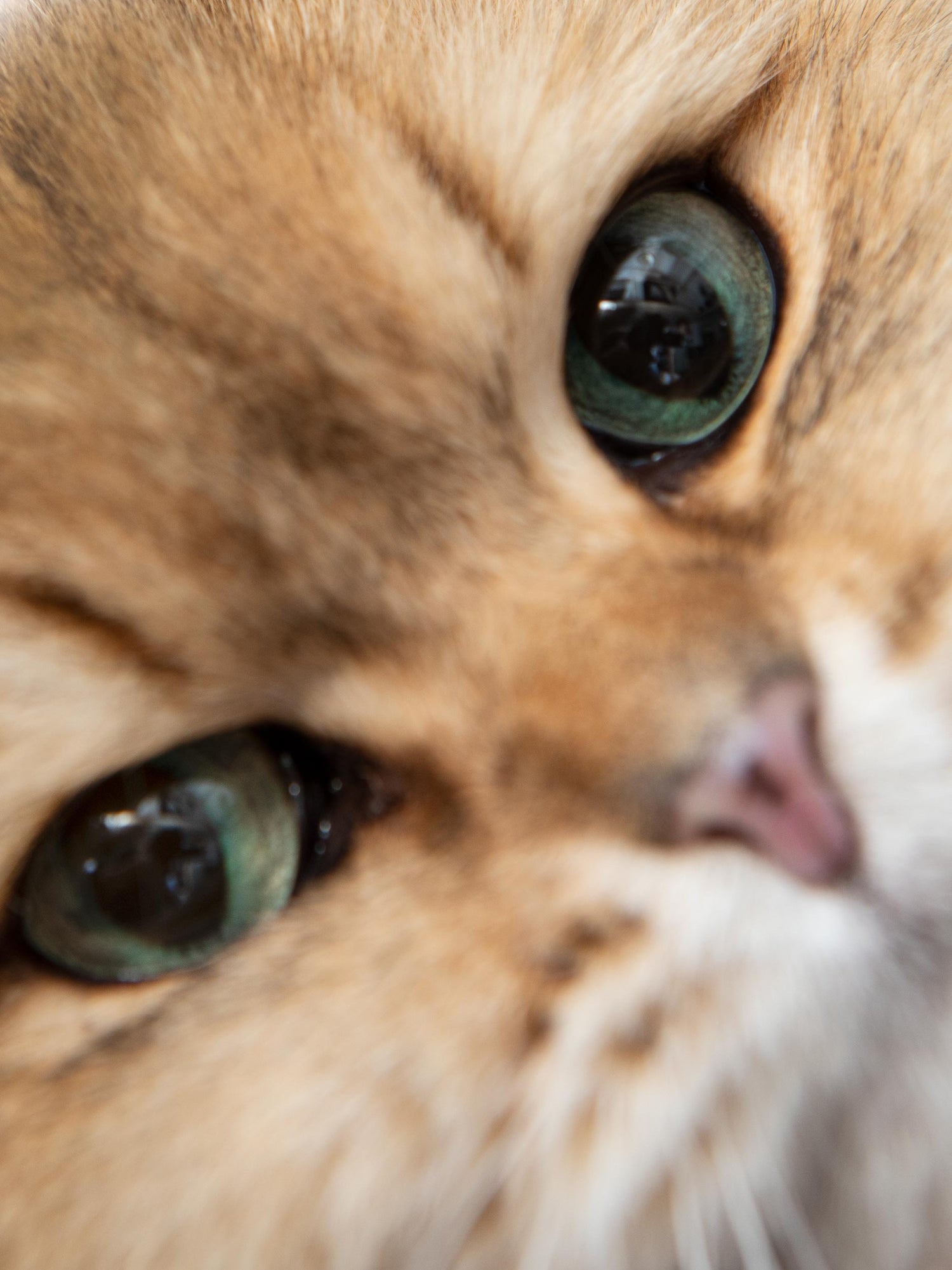 Hypoallergenic cat food with insect protein - Buddy & Blu