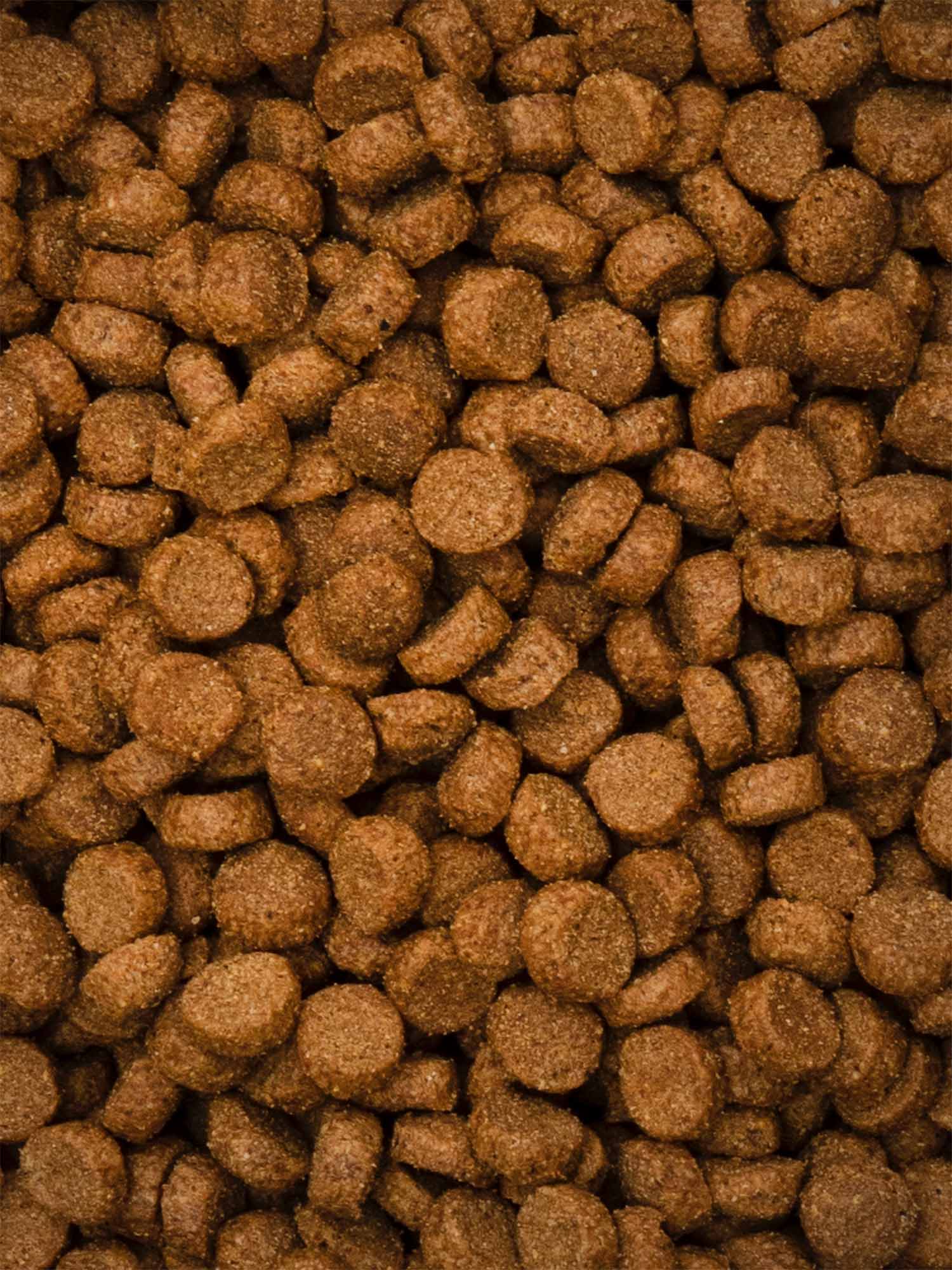Buddy & Blu Puppy insect protein chicken kibble