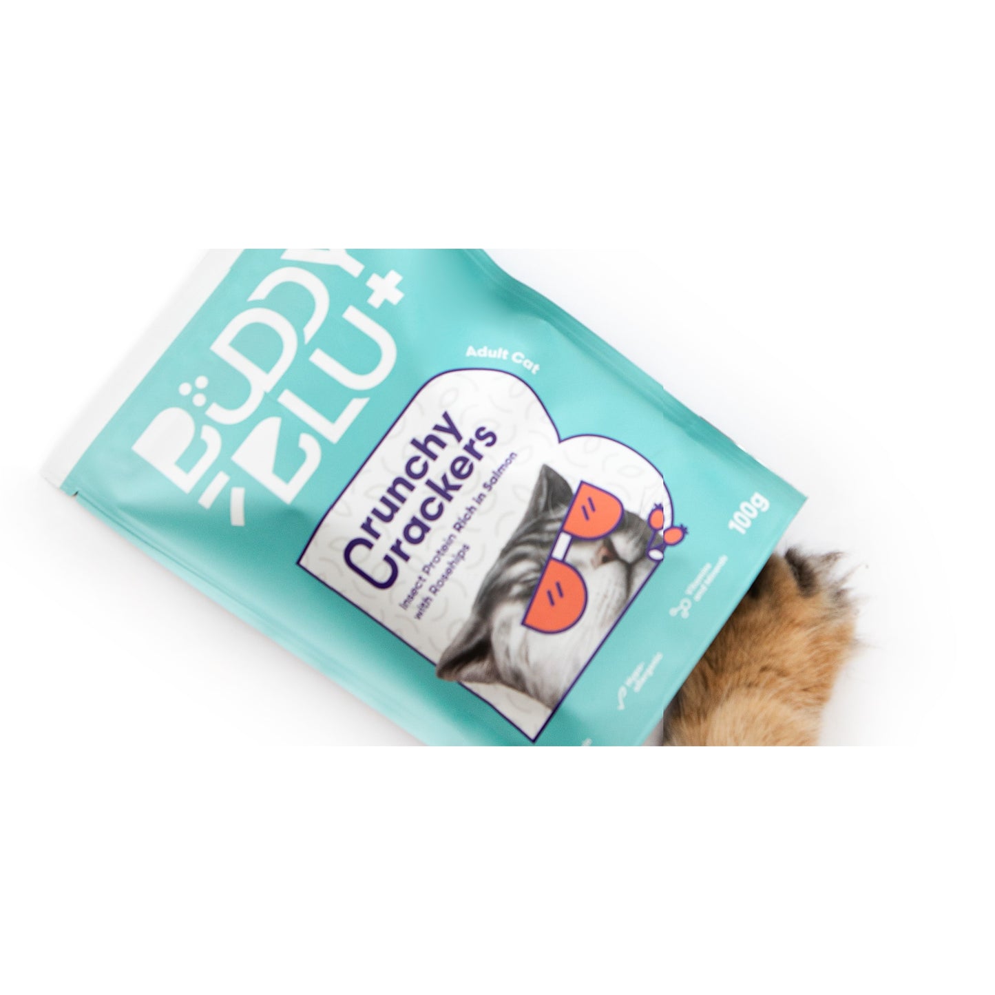 Discovery Kit — Kitten
