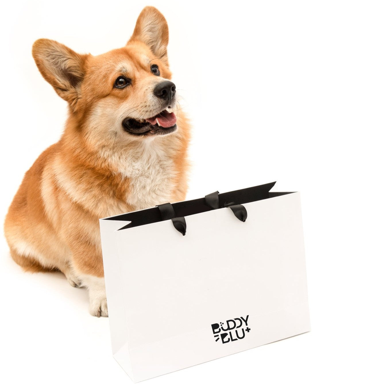 Discovery Kit — Puppy