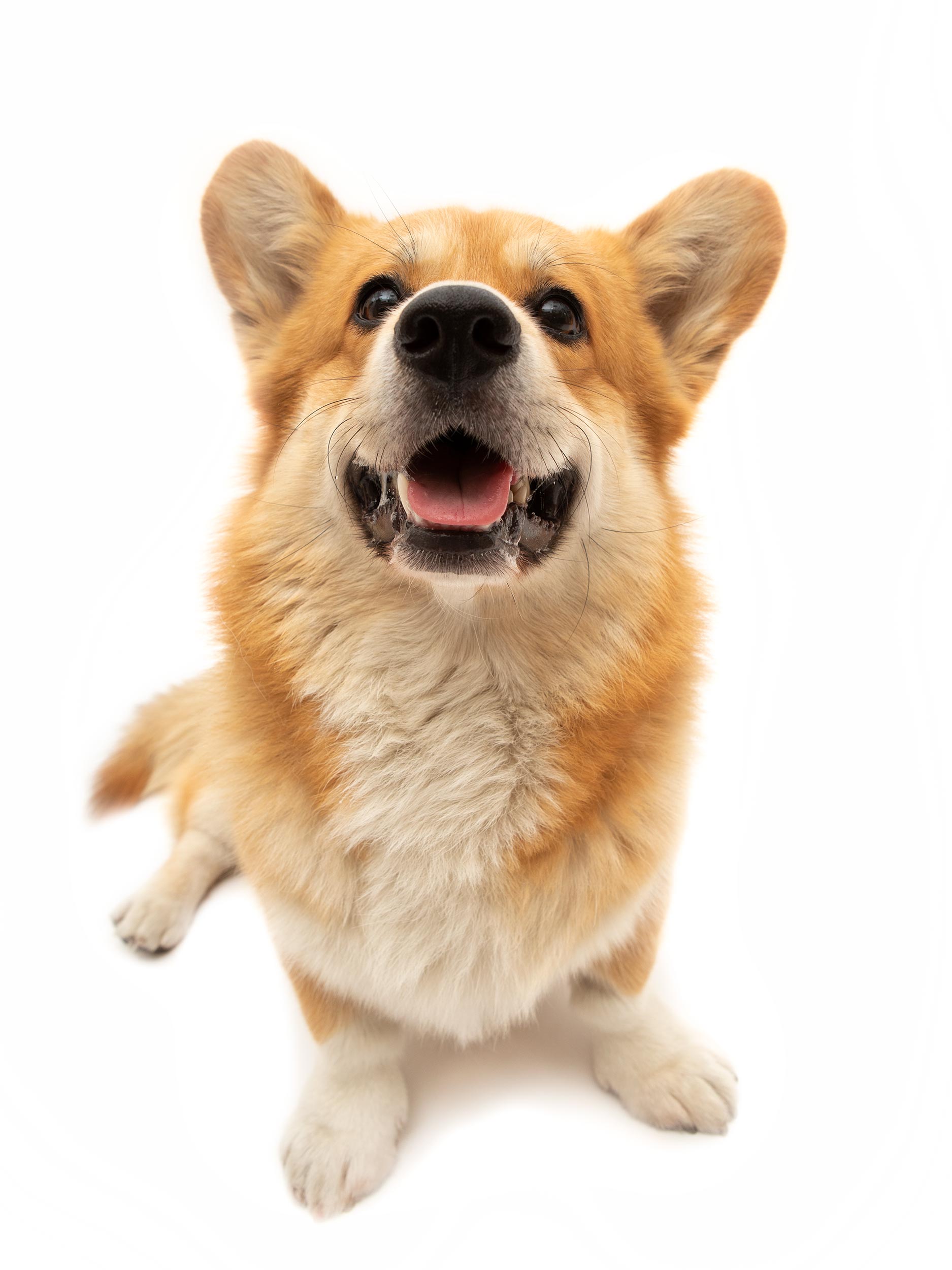 Corgi dog sitting on a white background