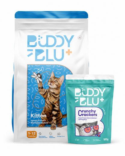 Discovery Kit — Kitten