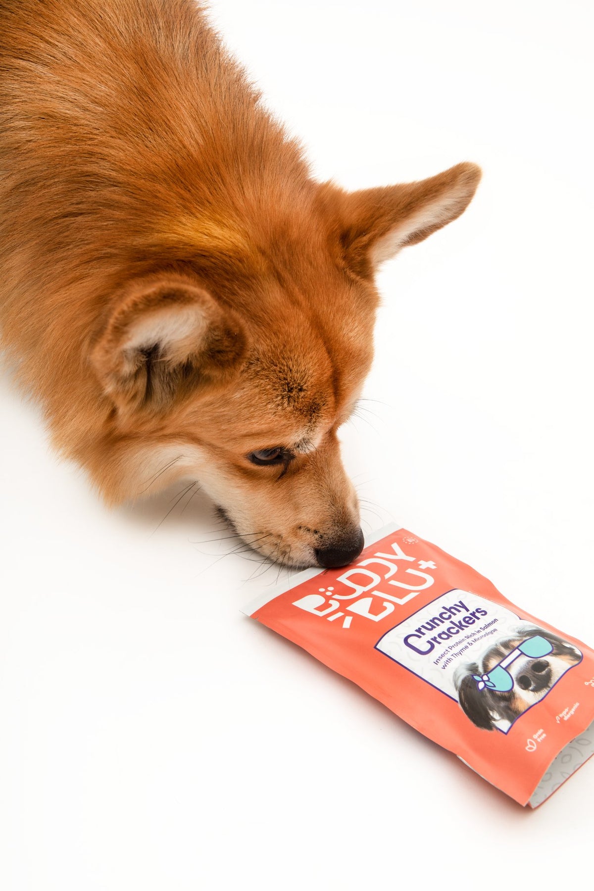 Discovery Kit — Puppy