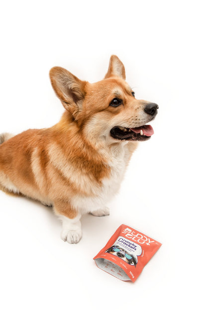 Discovery Kit — Puppy