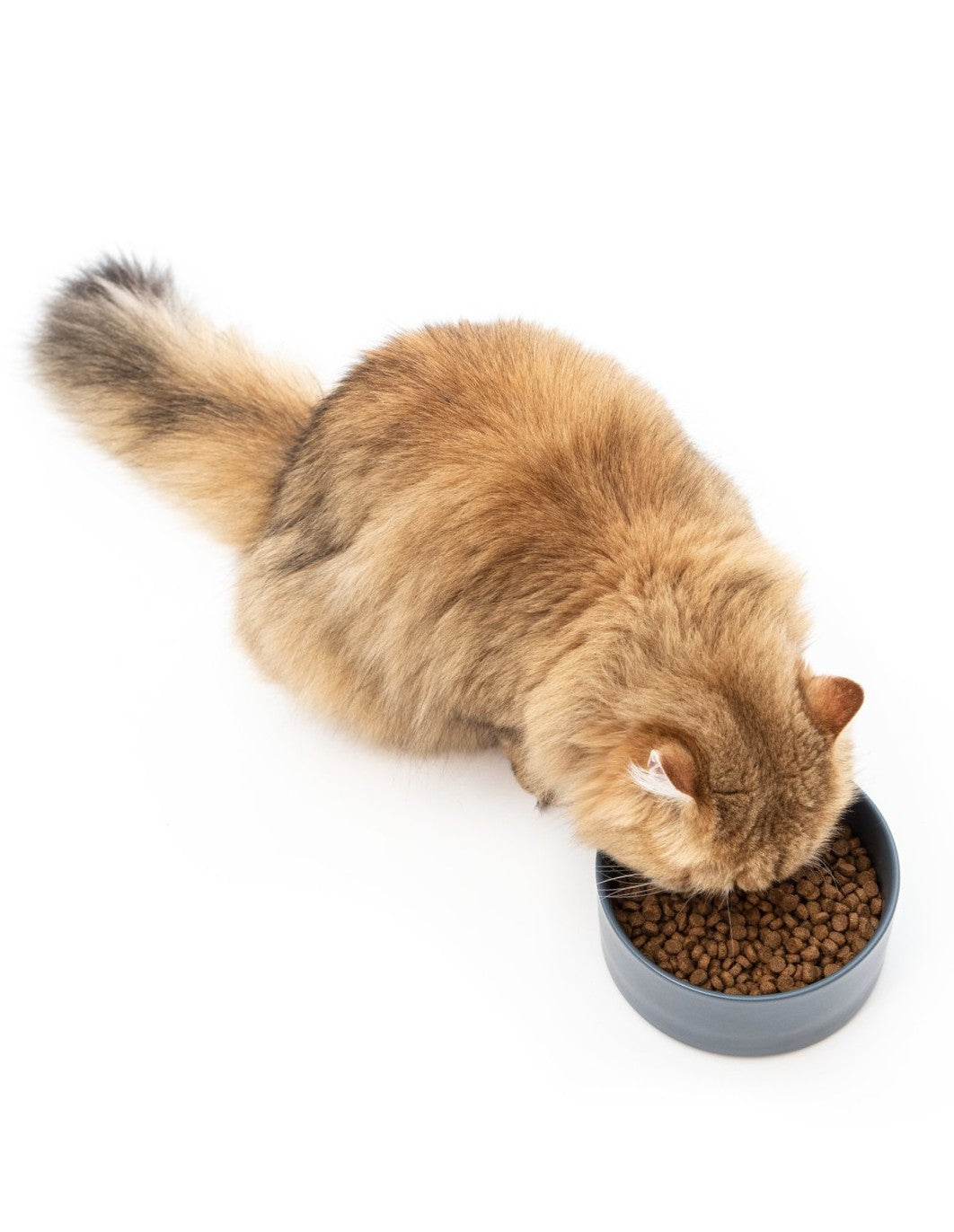 Discovery Kit — Adult Cat